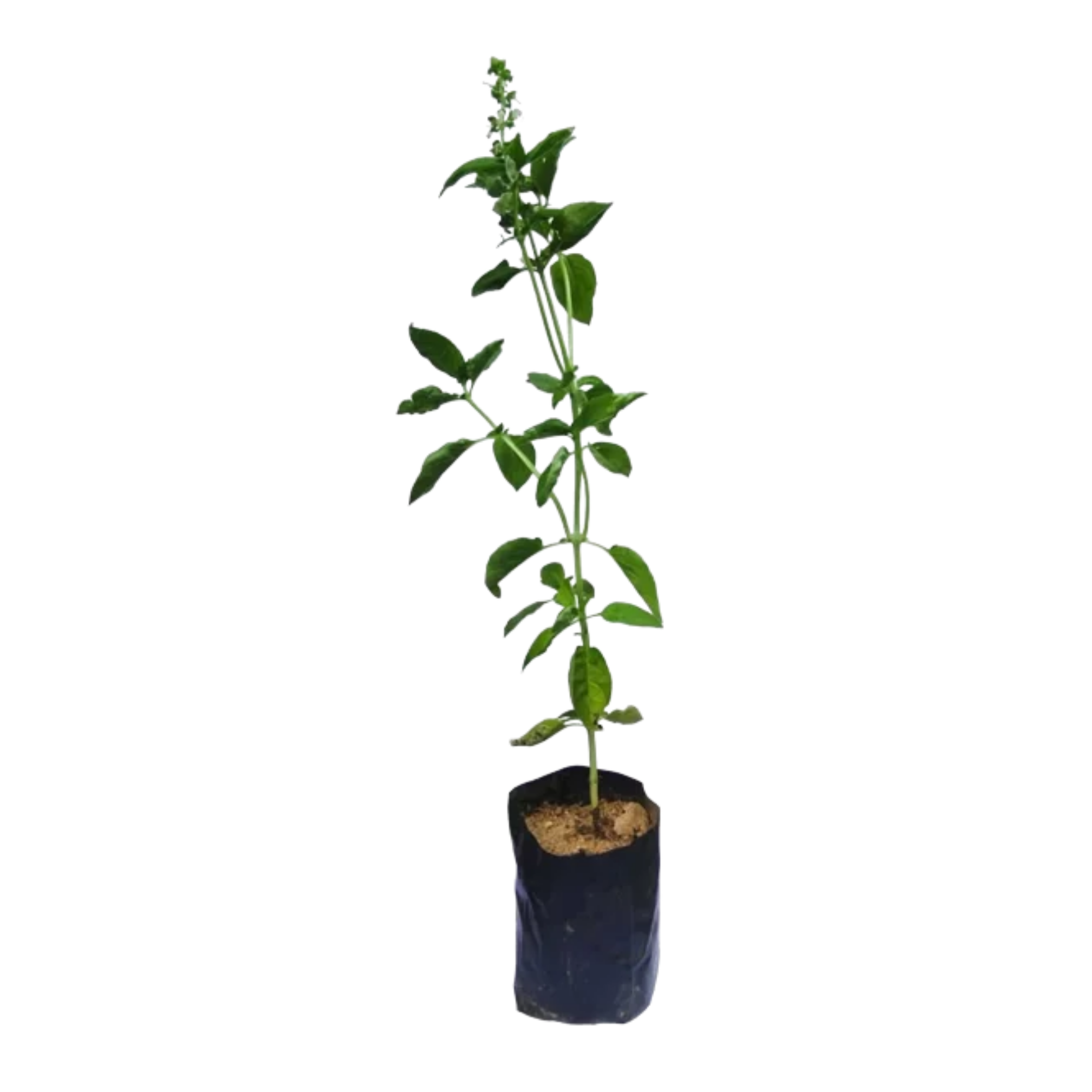 Basil _ බේසිල්