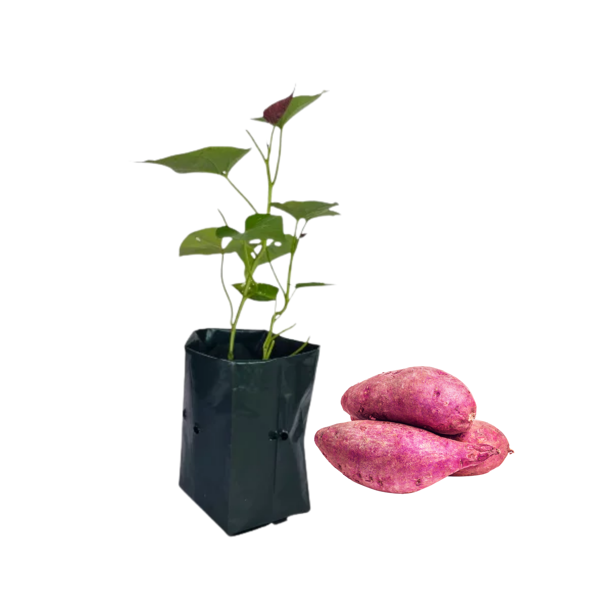 Bushy Sweet Potato _ පඳුරු බතල