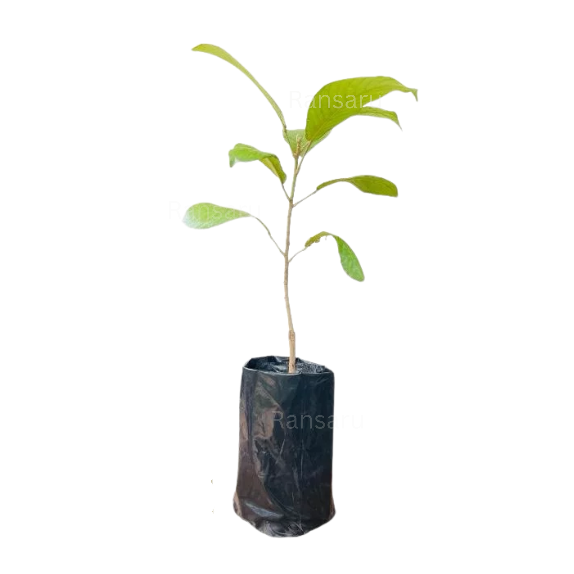 Ceylon Pini Jambu _ දේශීය පිණි ජම්බු (Grafted)