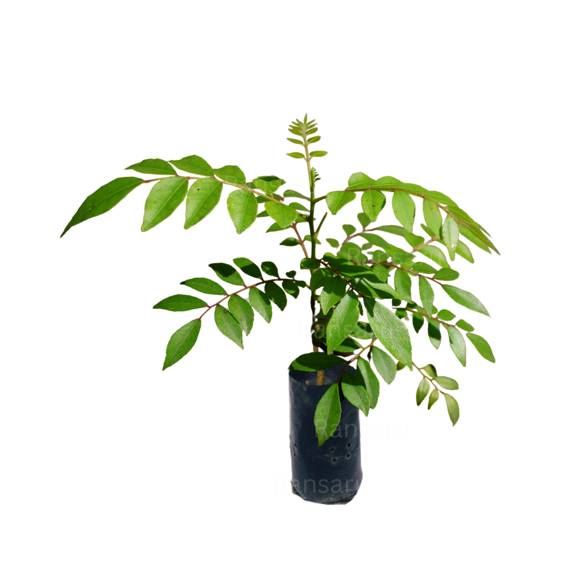 Curry Leaves _ දේශීය කරපිංචා