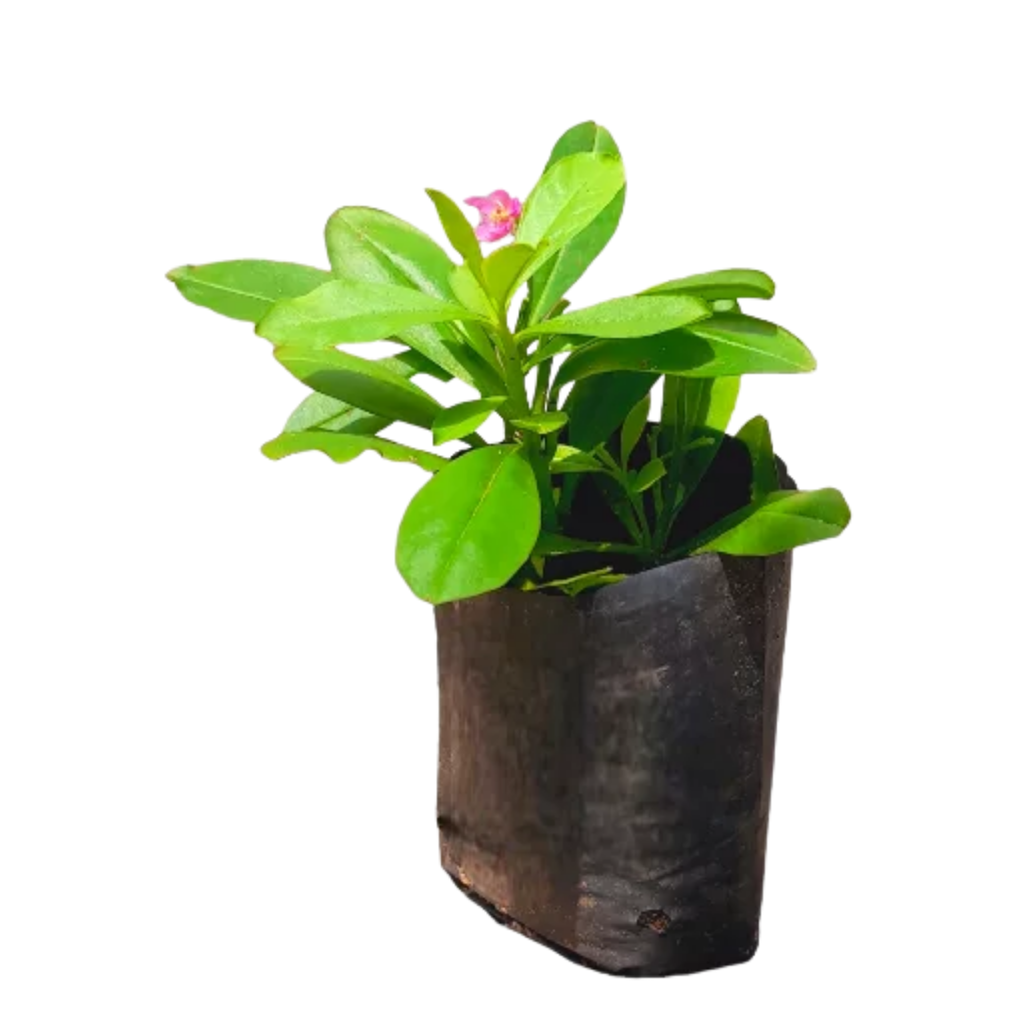 Gas Nivithiya _ ගස් නිවිතිය
