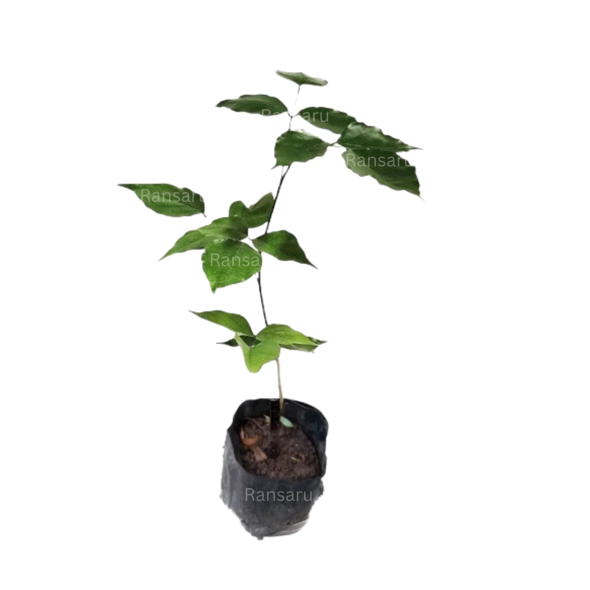 Magul Karada _ Indian Beech Tree _ මඟුල් කරඳ