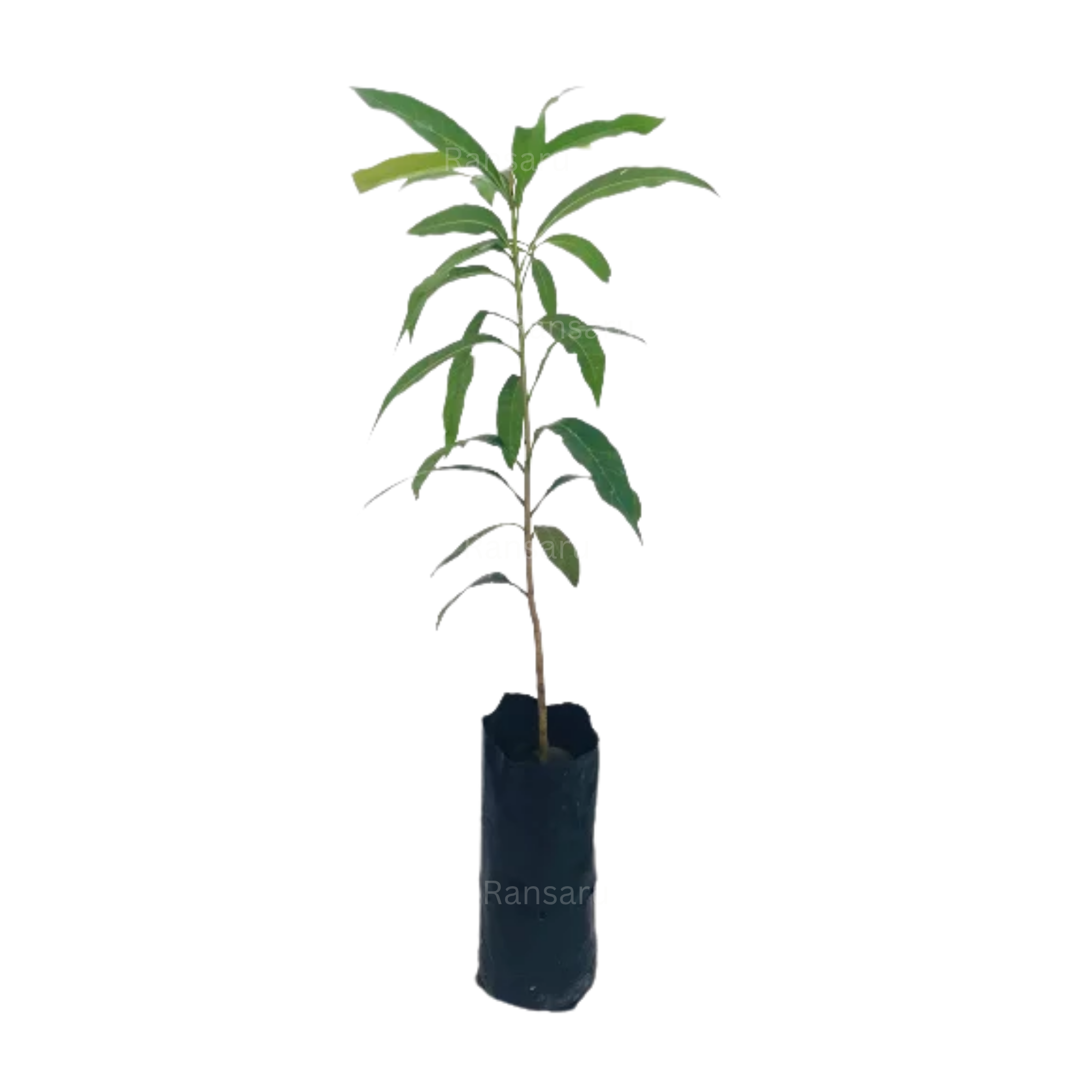 Mee Plant _ මී පැළ