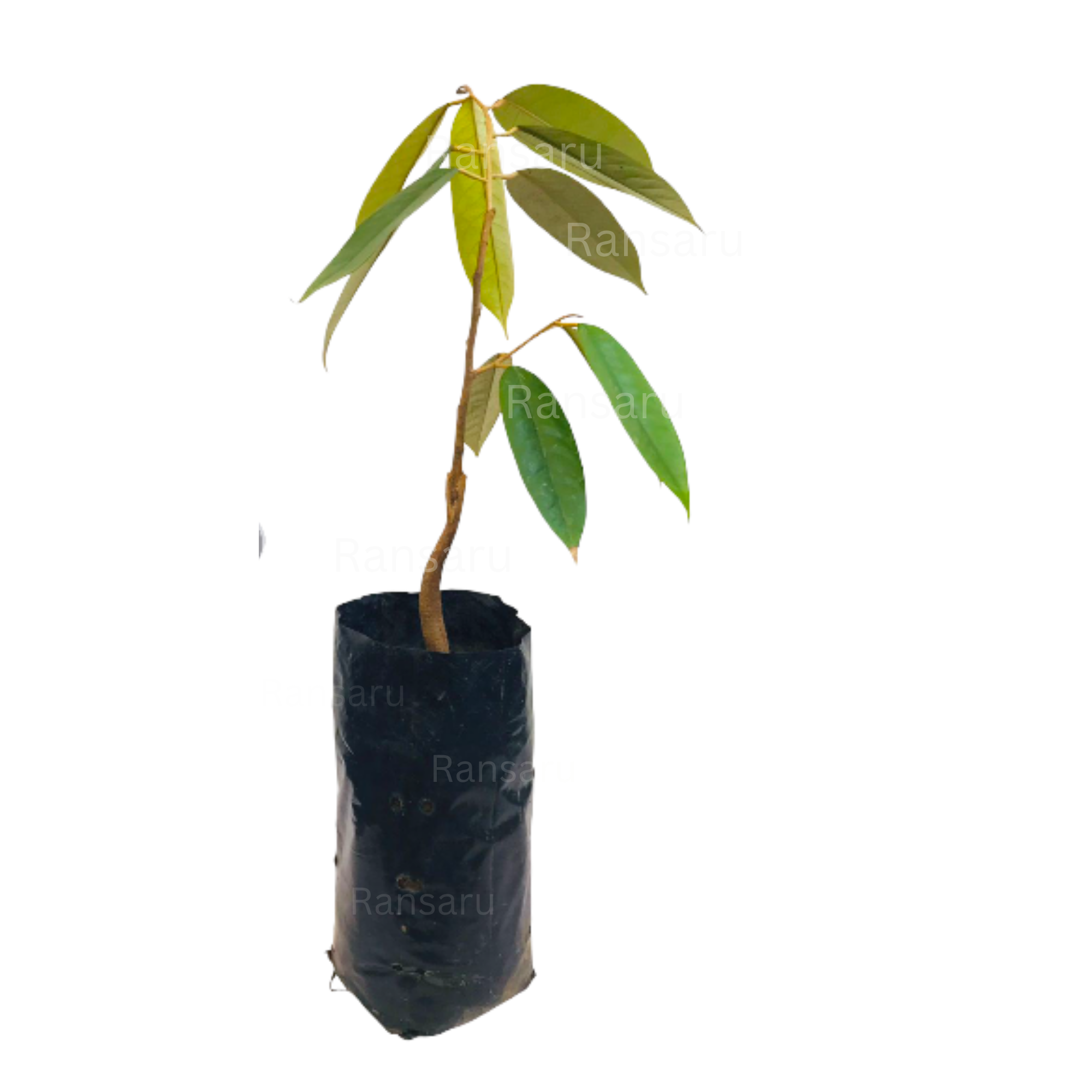 Rathu Durian _ රතු දූරියන්