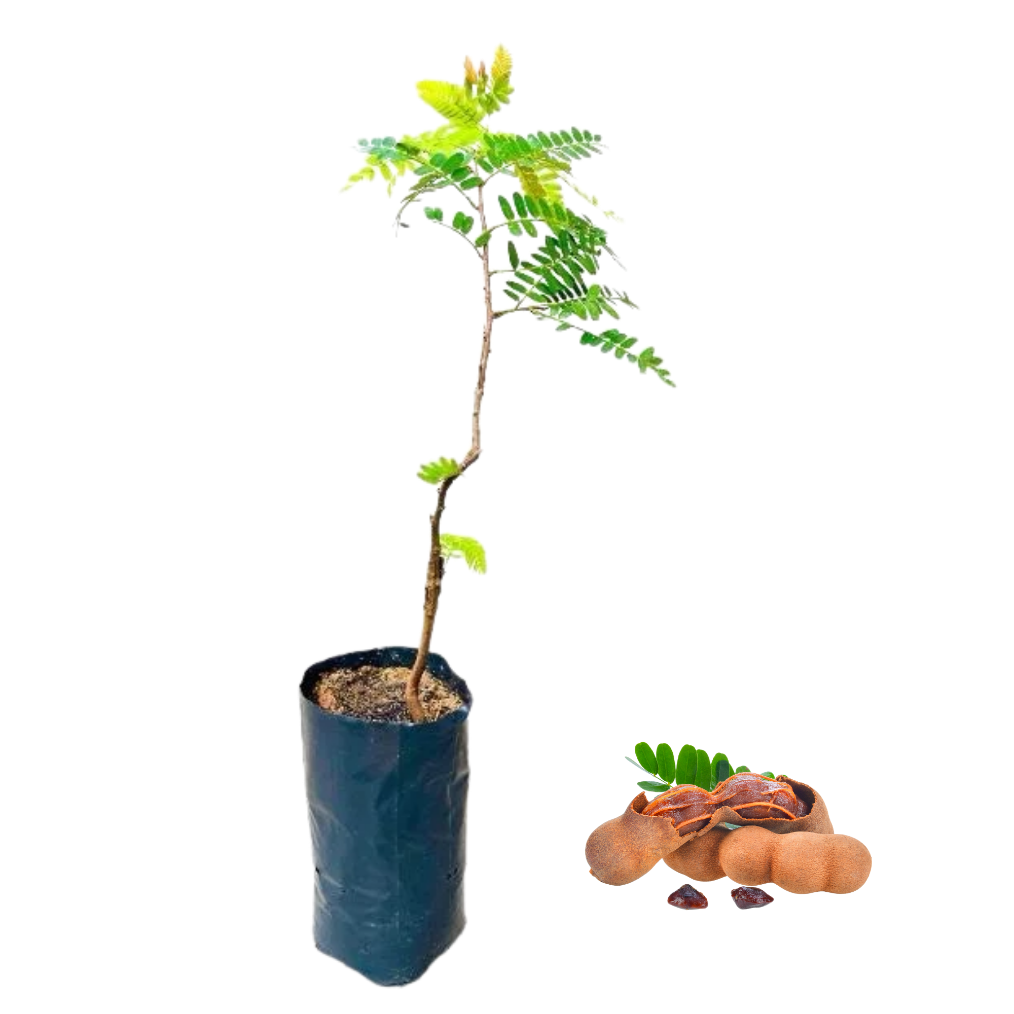 Tamarind _ දේශීය සියඹලා ඇඹුල් (බද්ධ පැළ)