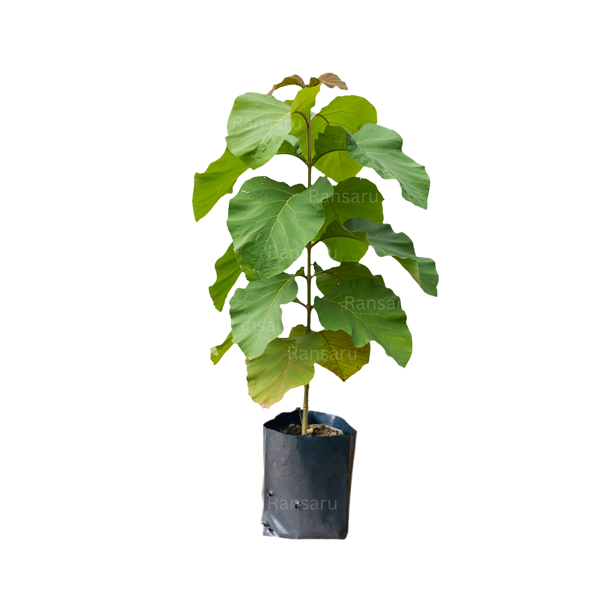Teak – ( Less Than 1 Foot _ අඩියකට වඩා අඩු )