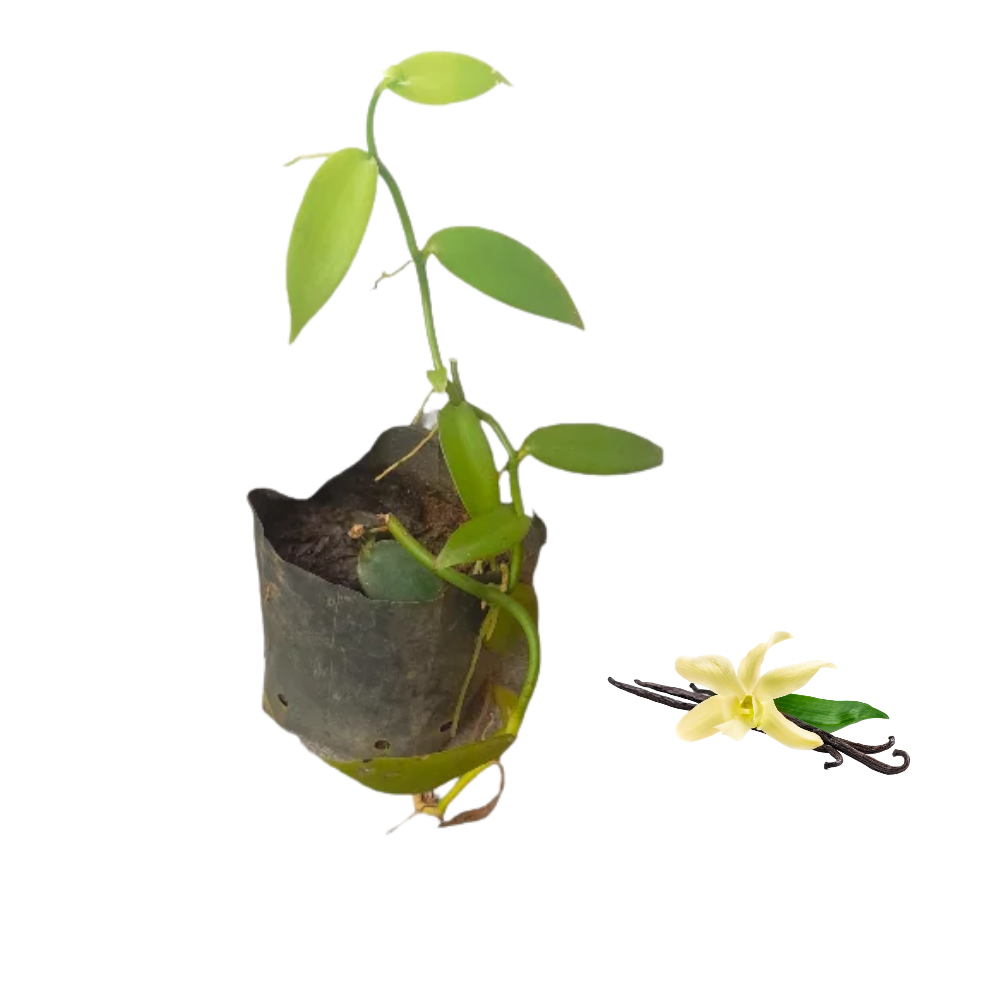 Vanila _ වැනිලා