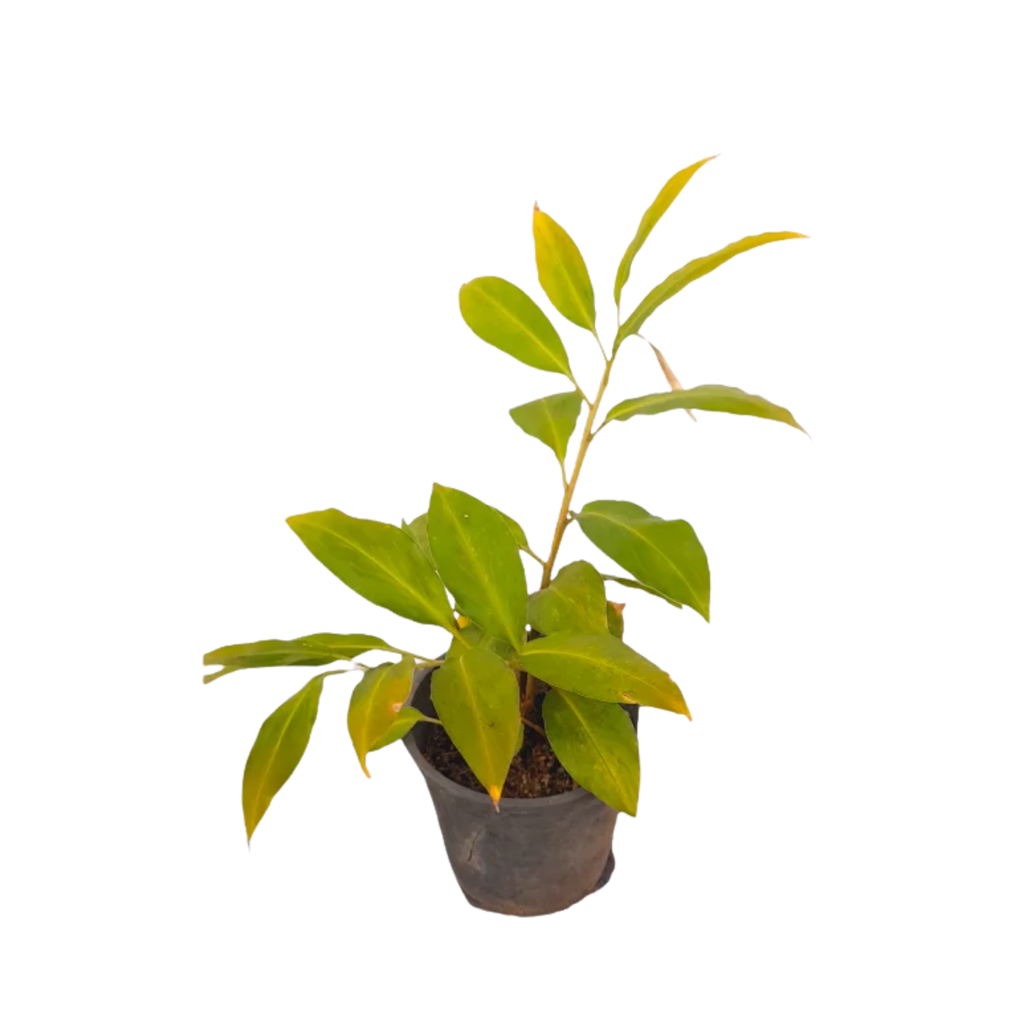 Wal Iguru _ වල් ඉගුරු